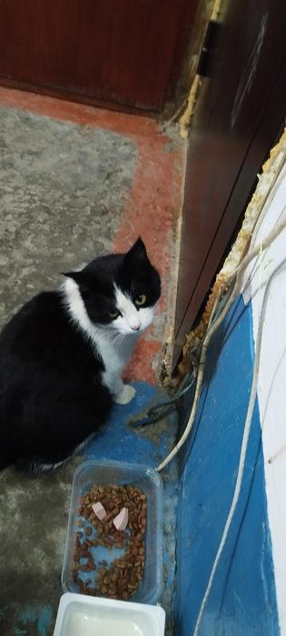 Ласковая Кошка ищет дом