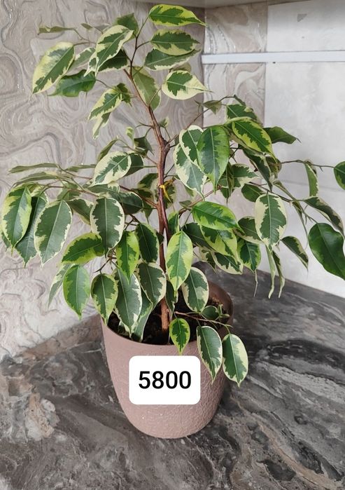 Продам фикусы: "Голден Кинг", "Диниэль".