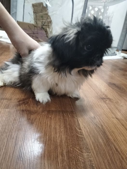 Продам щенков породы Пекинеса