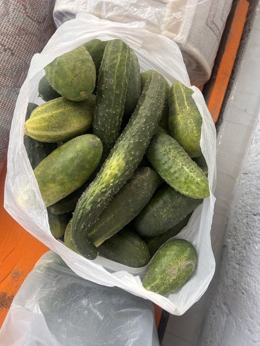 Домашние огурцы из сада