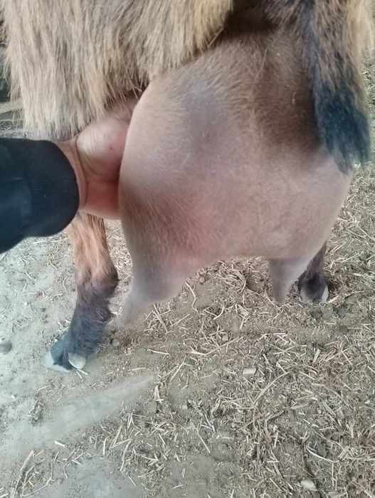 Vind capra alpina franceza a 3 fătare cu 2 ieduțe mari capra e de 4 litri la zi alte informații la