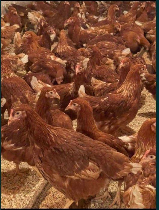 Куры несушки красные Ломан Браун