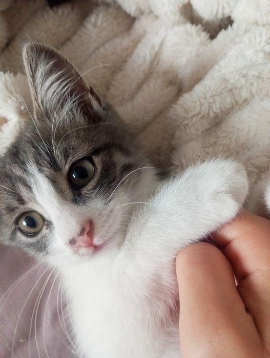 Отдаём котёнка мальчика в добрые руки