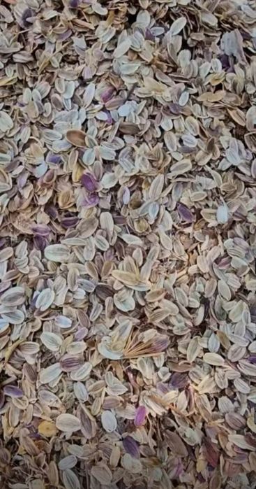 Коврак (Ferula) кочати ва уруги СОТИЛАДИ !