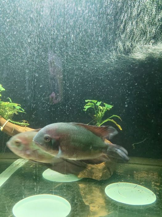 Цихлозома бражник