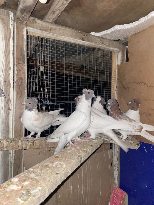 Голуби иранцы пара