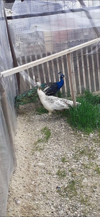 Femele mature de paun Umăr Negru