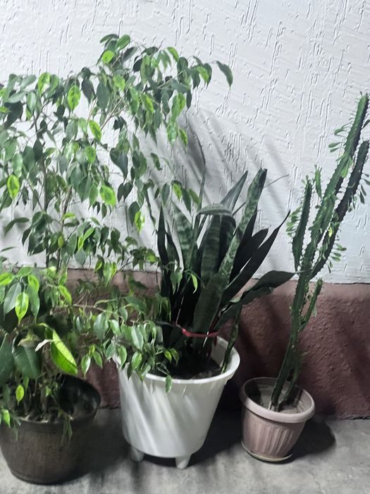 Продам цветы комнатные