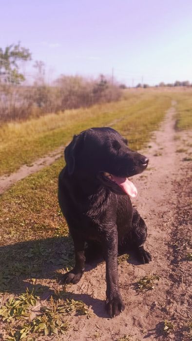 Лабрадор. Ищем невесту лабрадору. Случка.