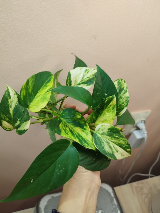 Цветы ухоженные недорого