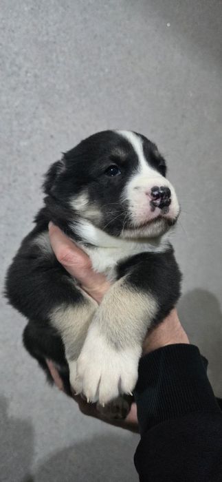 Срочно Щенки Алабая, 25 дней