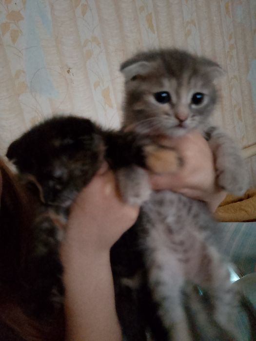 Отдам Котят вислоухих !