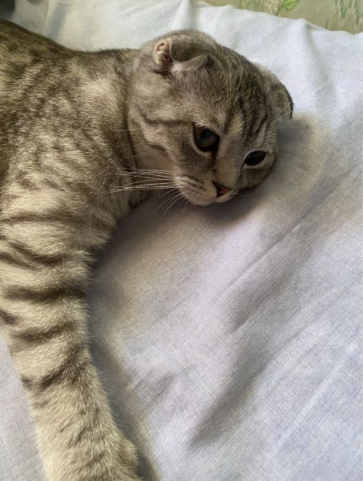 Шотландский мысык сатылады