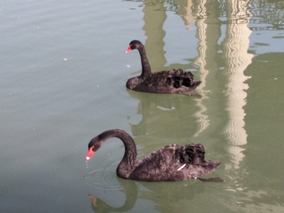 Чёреые лебеди