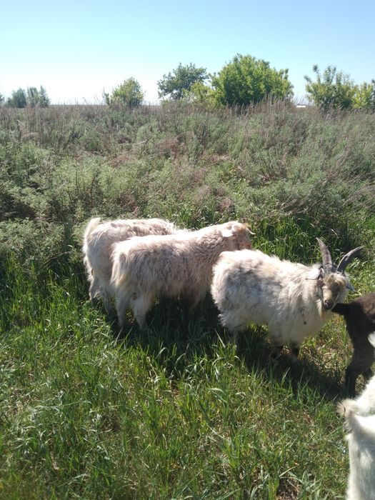 Продам Козлов производителей