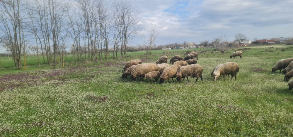 Oi suffolk și carabase  de vanzare
