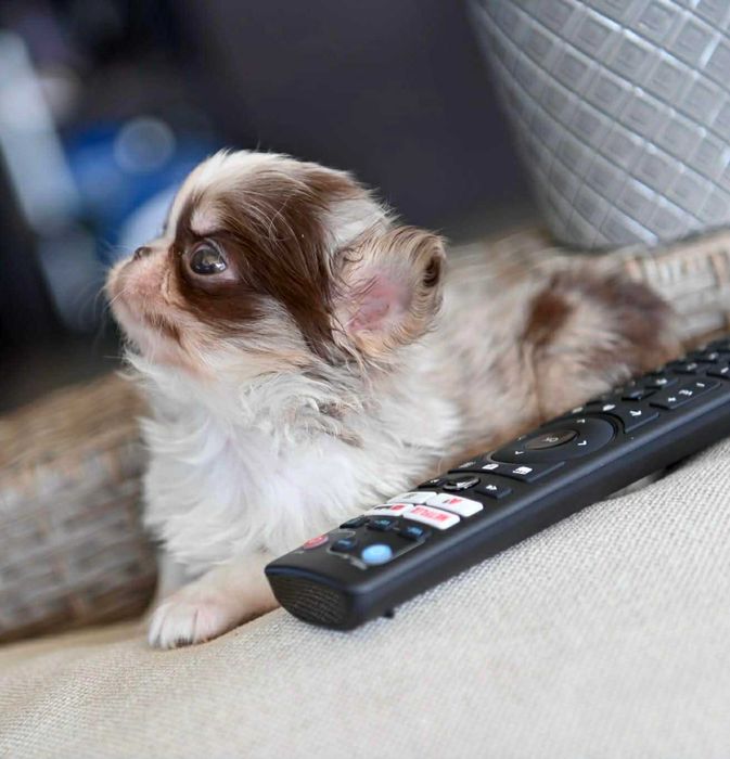 Женско миниатюрно дългокосместо шоколадово мерле