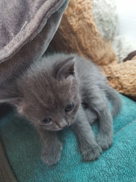 Отдам котят в хорошие руки
