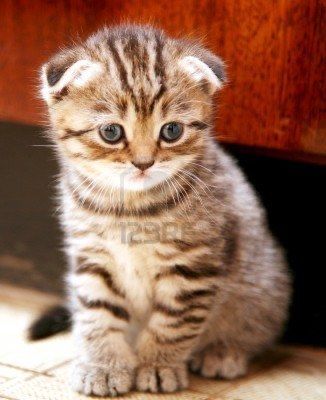 Котята вислоухие мишки Оригинал