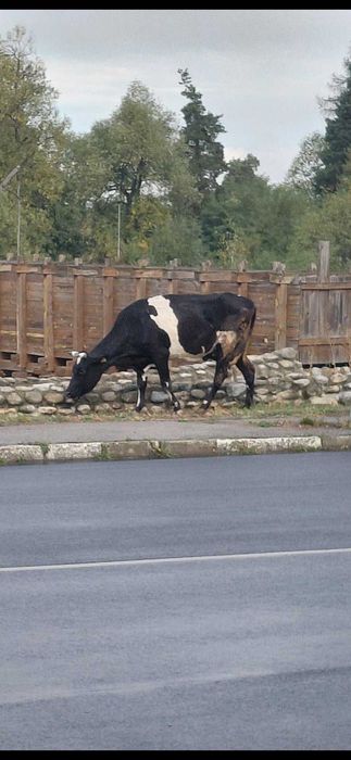 Продавам крава на 4 години
