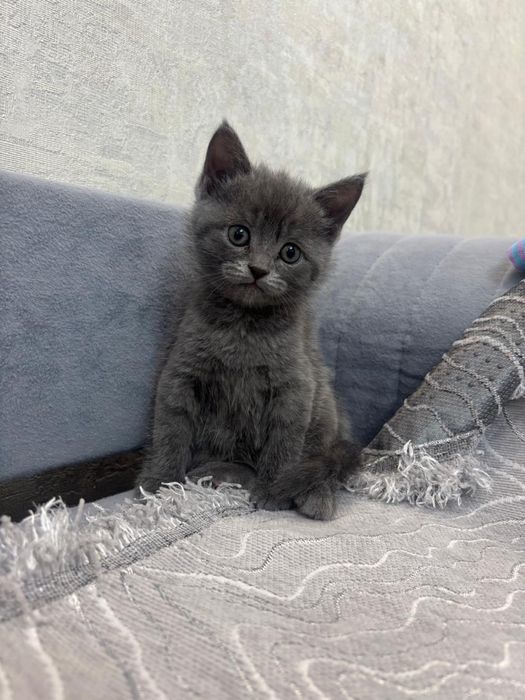 Продам британского котенка 30.000