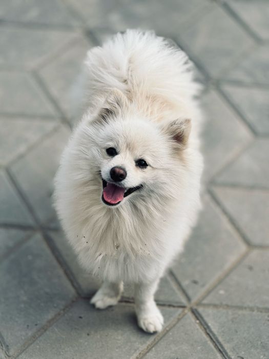 Ищем невесту для вязки