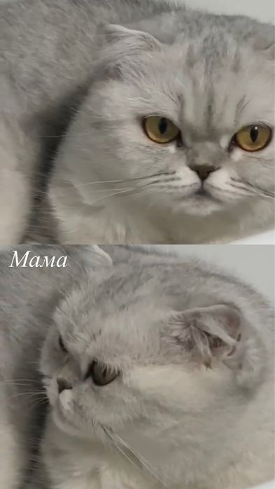 Кошка продается скоттиш фолд