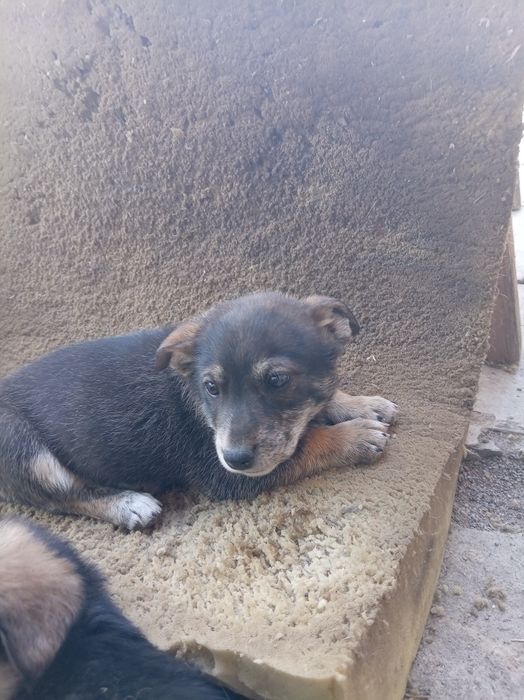 Отдам щенков в добрые руки