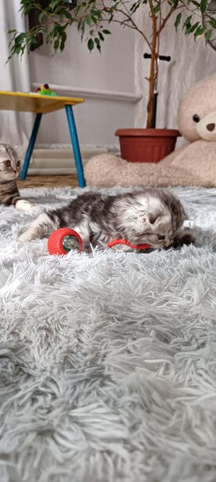 Котята шотландцы