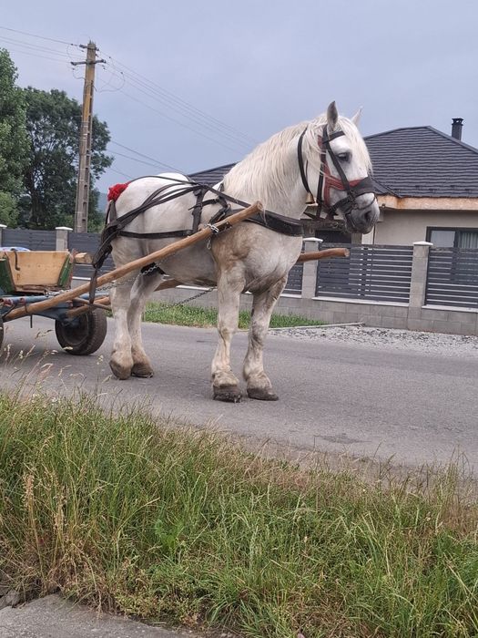 Vand harmasar de 7 ani