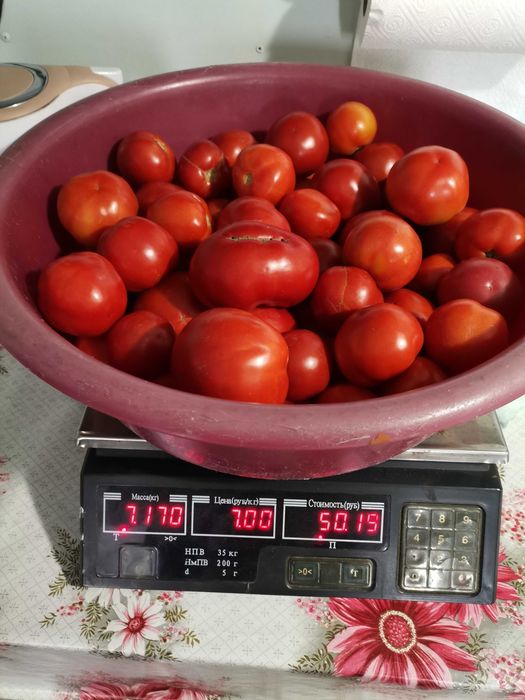 Продам домашние помидоры
