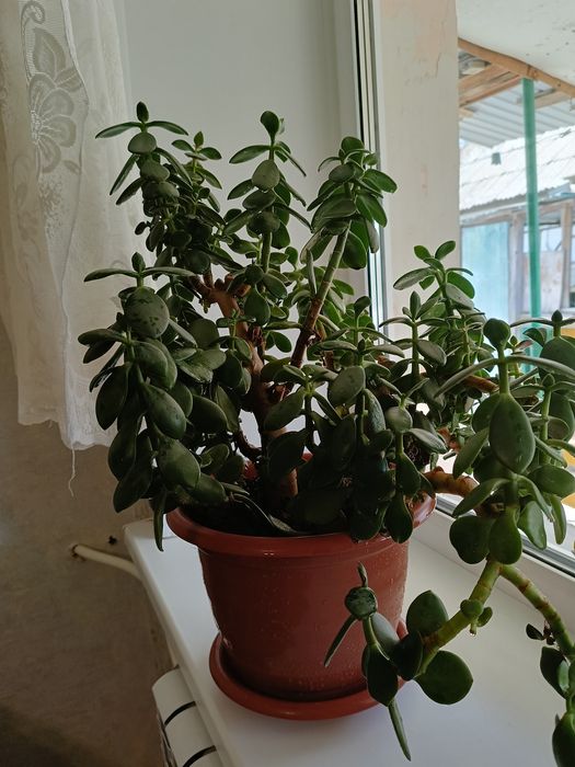 Продам денежное дерево, 4000 тенге.