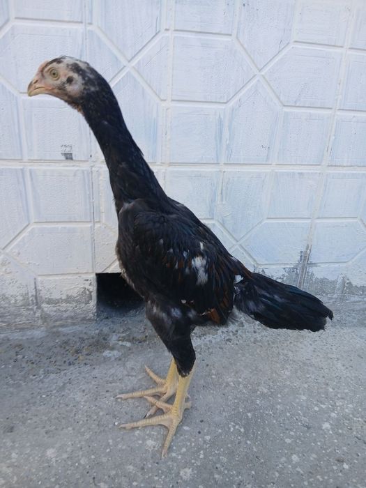 Dakan xoʻrozcha sotiladi