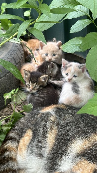 Отдам котят бесплатно
