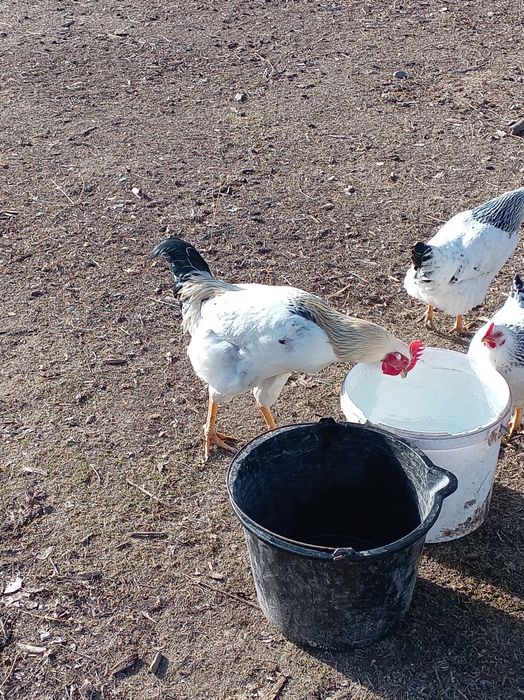 3 кораз сатылады