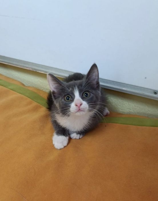 Очаровательные котята!