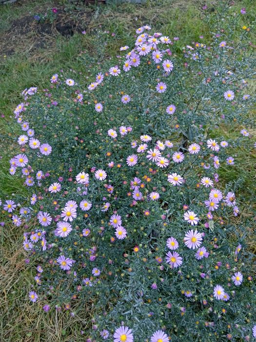 Малина ремонтантная, цветы