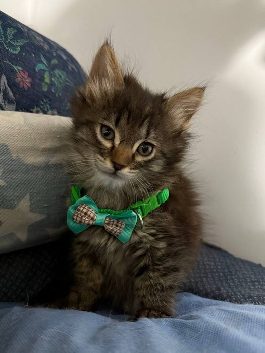 Котята ищут дом, только в Ташкент