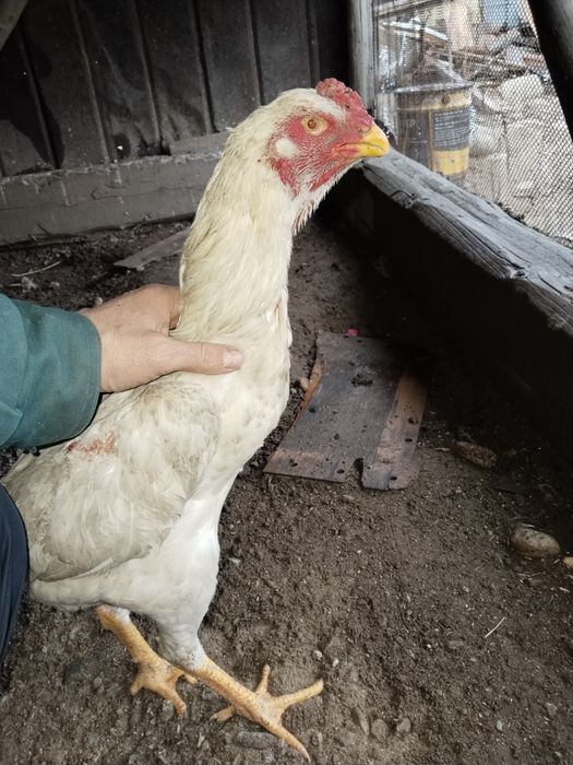 Продам дакан продам