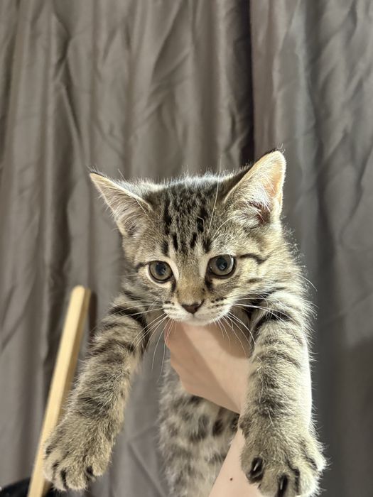 Котята британцы 2 мальчика