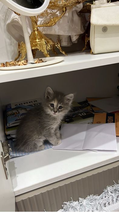 Продается котенок