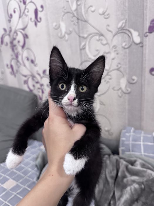 Котенок девочка любящим хозяевам