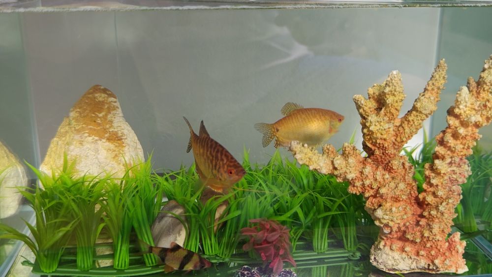 Pesti exotici de acvariu gurami/gourami si puntigrus tetrazona