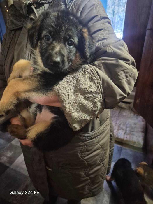 Немецкая овчарка