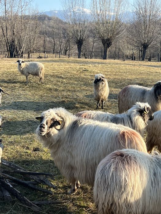 Oi tinere disponibile