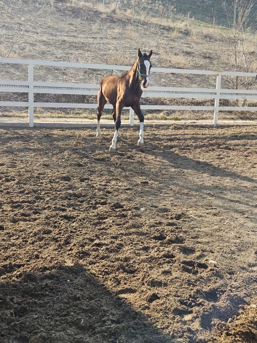 Продаются годовалые жеребцы