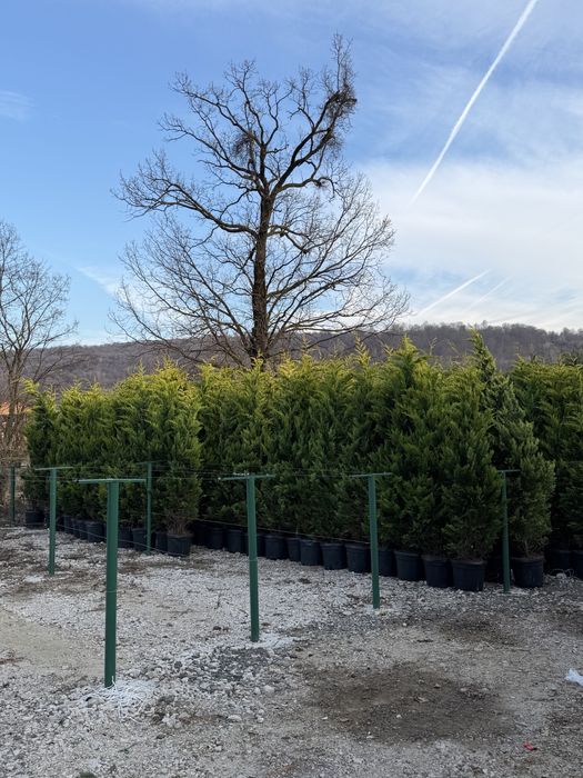 Vand leylandi/leylandi gold calitate extra diferite dimensiuni