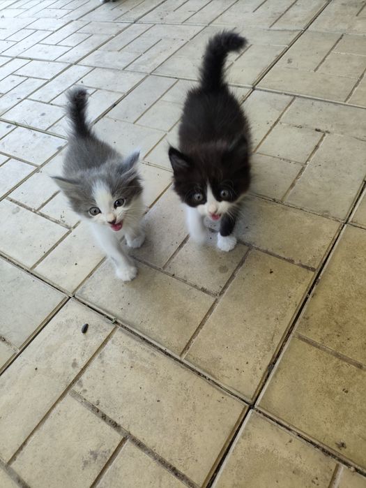 Котята от крысоловки.