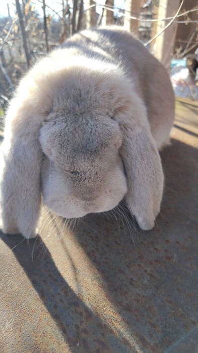 Чистокръвни френски кочувати зайци