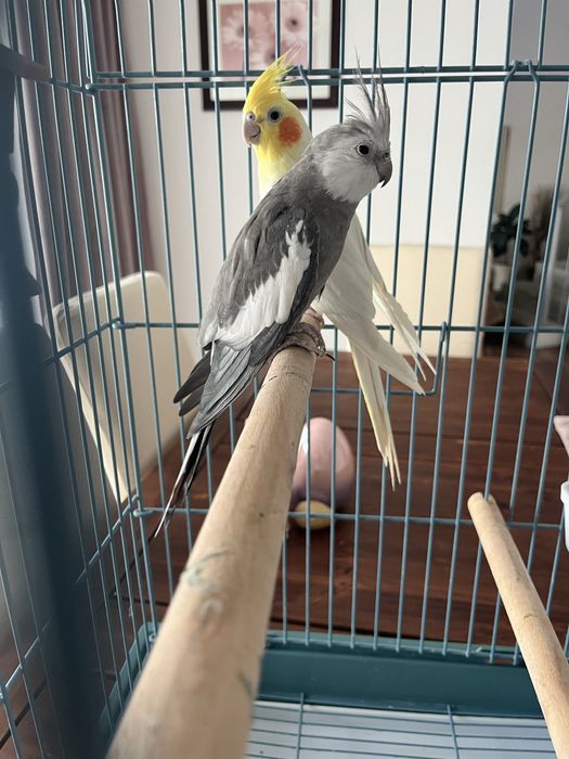 Vand 2 nimfe + cusca